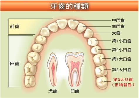 牙齒小顆的人|牙齒